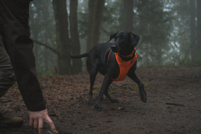 Ruffwear Front Range™ Padded Dog Harness (Blaze Orange)
