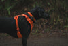 Ruffwear Front Range™ Padded Dog Harness (Blaze Orange)