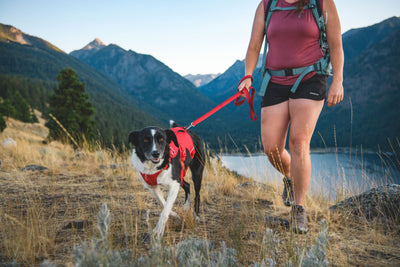 Ruffwear Web Master™ Dog Harness with Neck Buckle and Handle (Red Canyon)