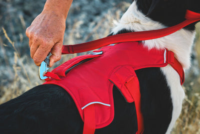 Ruffwear Web Master™ Dog Harness with Neck Buckle and Handle (Red Canyon)