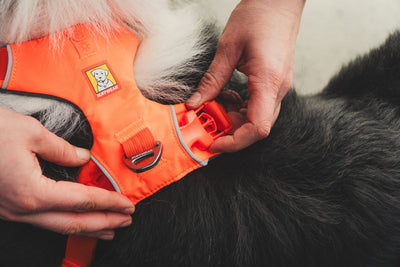 Ruffwear Front Range™ Padded Dog Harness (Blaze Orange)
