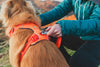Ruffwear Front Range™ Padded Dog Harness (Blaze Orange)