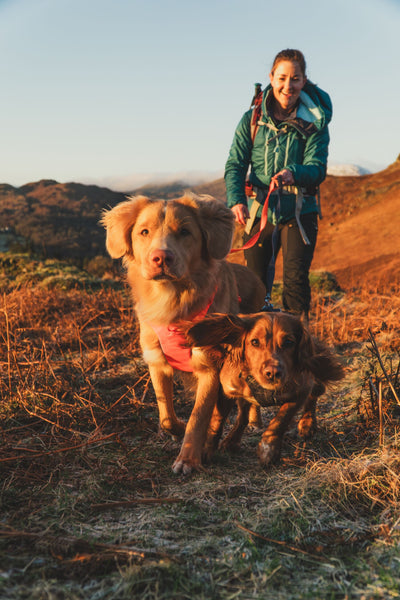 Ruffwear Front Range™ Padded Dog Harness (Blaze Orange)