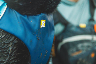 Ruffwear Confluence™ Harness-Style Dog Life Jacket (Biolumin Blue)