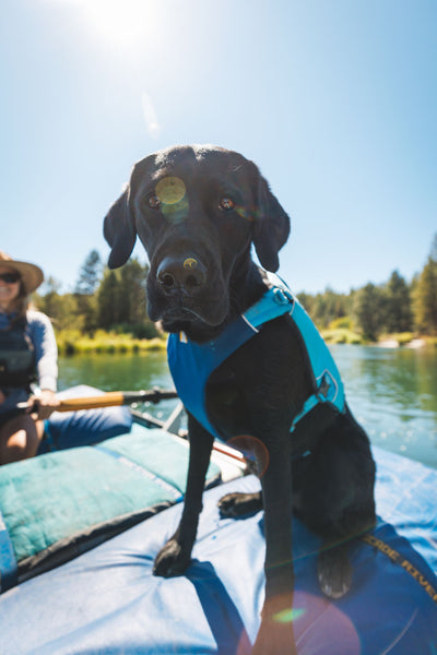 Ruffwear Confluence™ Harness-Style Dog Life Jacket (Biolumin Blue)