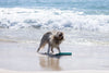 Ruffwear Lunker™ Interactive Floating Throw Dog Toy (Tangelo Orange)