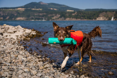Ruffwear Lunker™ Interactive Floating Throw Dog Toy (Tangelo Orange)