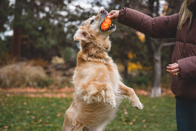 Ruffwear Gnawt-a-Cone™ Natural Rubber Treat Dispenser Throw Dog Toy (Salamander Orange)