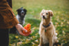 Ruffwear Gnawt-a-Cone™ Natural Rubber Treat Dispenser Throw Dog Toy (Salamander Orange)