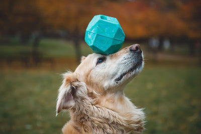 Ruffwear Gnawt-a-Rock™ Natural Rubber Treat Dispenser Dog Throw Toy (Glacial Blue)
