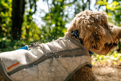 Ruffwear Swamp Cooler™ Reflective Cooling Dog Vest (Graphite Gray)