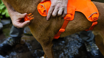 Ruffwear Web Master™ Dog Harness with Neck Buckle and Handle (River Rock Green)