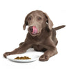 Smack Raw Dehydrated Super Food For Dogs (Caribbean-Salmon Fusion)