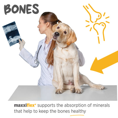 Maxxipaws Maxxiflex+ (Joint) Supplements for Dogs