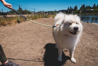 Ruffwear Knot-a-Long™ Short Rope Dog Leash with Locking Carabiner