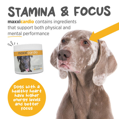 Maxxipaws MaxxiCardio (Heart & Vascular Support) Supplements for Dogs