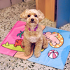 Needoog Island Cooling Mat For Cats & Dogs