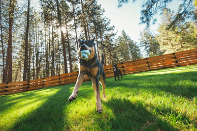 Ruffwear Toadstool™ Chew Resistant Dog Toy