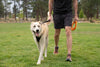 Ruffwear Front Range™ Short Leash