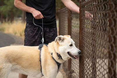 Ruffwear Front Range™ Short Leash