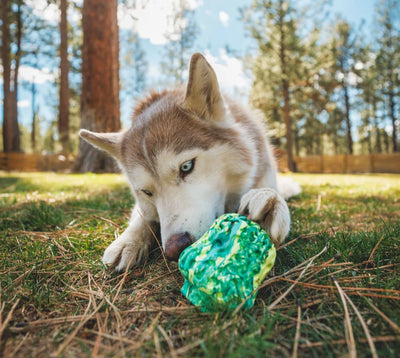 Ruffwear Morel™ Chew Resistant Treat Dispensing Dog Toy