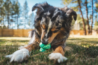 Ruffwear Toadstool™ Chew Resistant Dog Toy