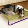 Zee.Dog Air.Bed Super Light Elevated Dog Bed (Green)