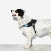10% OFF: Zee.Dog Gotham Dog Fly-Harness - Good Dog People™