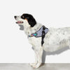 10% OFF: Zee.Dog Urban Dog Fly-Harness - Good Dog People™