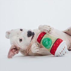 $18 ONLY: BarkShop Hazelmutt Latte Dog Plush Toy