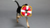 20% OFF: BarkShop Great White Bark Wearable Dog Plush Toy Set