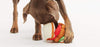 $18 ONLY: BarkShop Nana's Leftover Sammy Dog Plush Toy