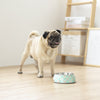 Ohpopdog Peranakan Inspired Straits Mint 17 Non-Slip Dog Feeding Bowl - dog