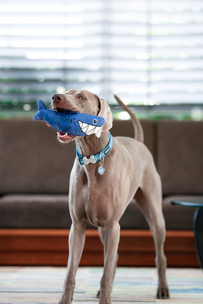 Red Dingo Durables Shark Dog Toy - Big Dog Play