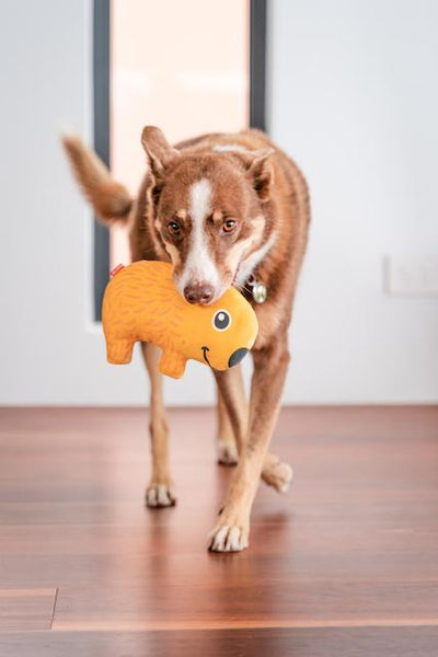 Red Dingo Durables Wombat Dog Toy - lifestyle