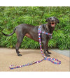 Loyal.D Freedom No-Pull Earthstyle Rocky Dog Harness