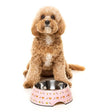 FuzzYard Sushiba Easy Dog Feeding Bowl