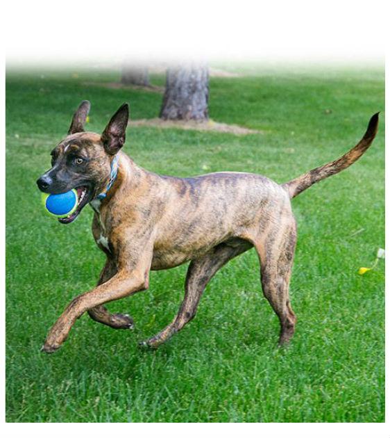 Shepherd terrier mix brindle 2025