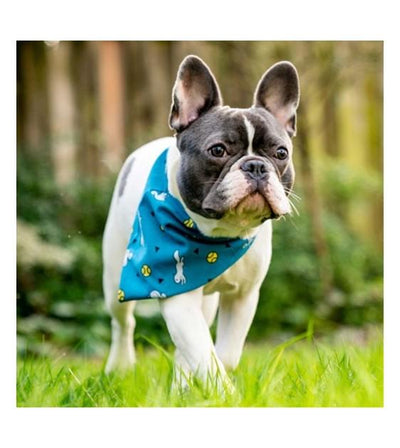 Insect Shield Ball & Squirrel Bandana for Dogs