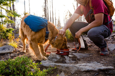 Ruffwear Flat Out™ Patterned & Multi-Use Dog Leash (Alpenglow Burst)