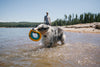 Ruffwear Hydro Plane™ High-Floating Foam Tug & Fetch Toy Fetch Dog Toy (Aurora Teal) - With dog