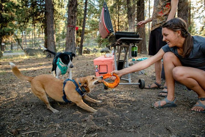 Ruffwear Front Range™ Padded Dog Harness (Campfire Orange)