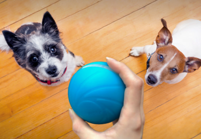 Wickedball Automatic Interactive Dog Toy - Dog Play