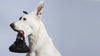 $18 ONLY: BarkShop Meet Your Matcha Teapot Dog Plush Toy