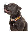 FuzzYard Doggoforce Dog Collar
