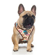 FuzzYard Go Nuts Step-in Dog Harness