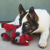 KONG Shaker Passports (Red Squirrel) Dog Toy - Good Dog People™