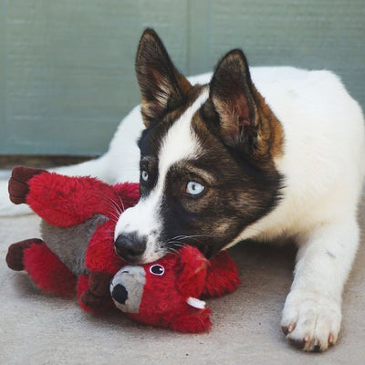 KONG Shaker Passports (Red Squirrel) Dog Toy - Good Dog People™