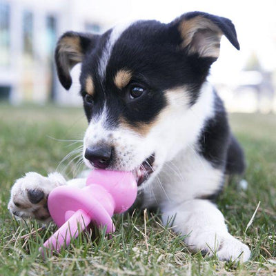KONG Puppy Binkie Dog Toy - dog play