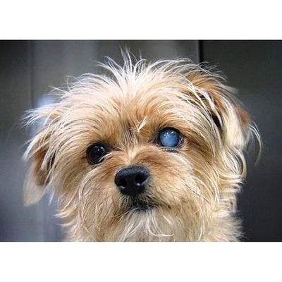 Canine cataract eye drops deals
